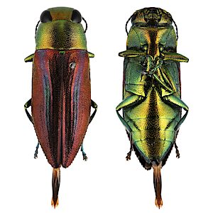 Melobasis vittata, 25-50503, male, from Acacia anceps (BS1290-722), 8.4 x 3.0 mm, EP